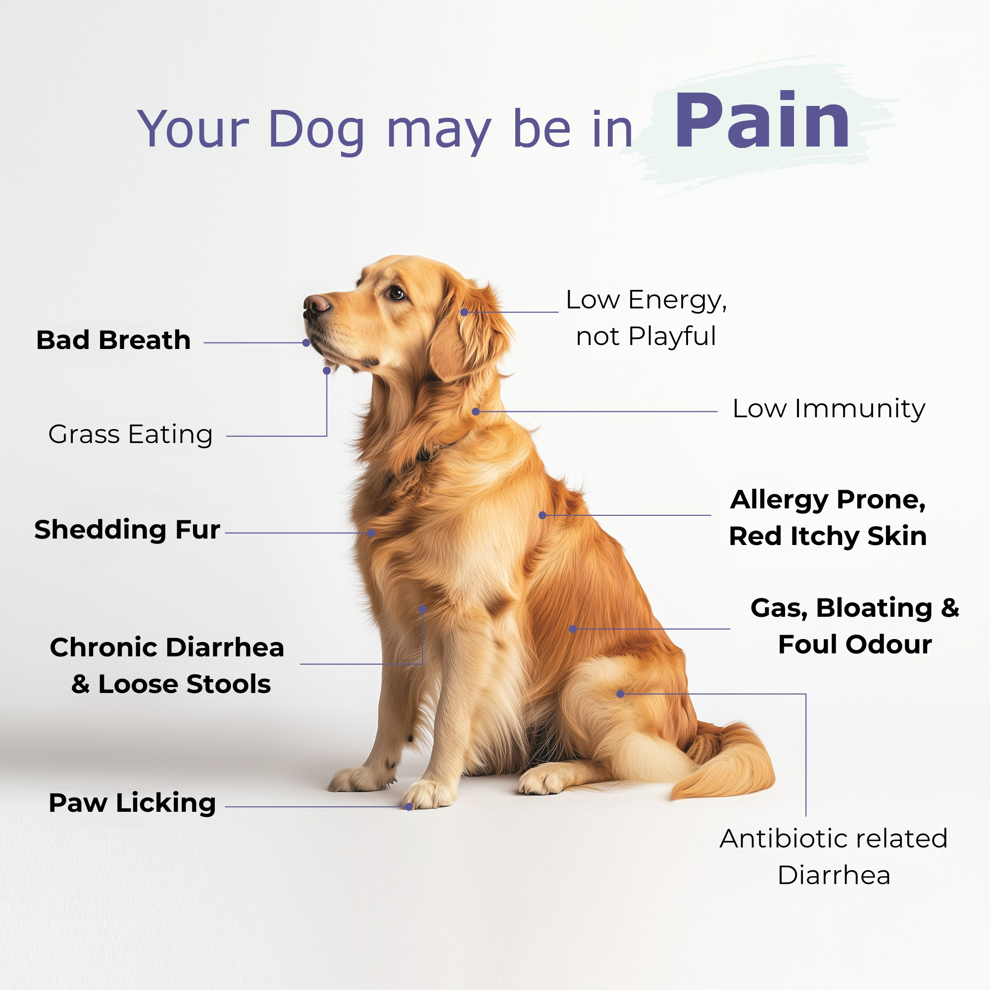 Dog Probiotics